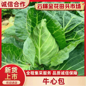【云稼金花】湖北精品牛心包尖包菜牛心甘蓝产地直发