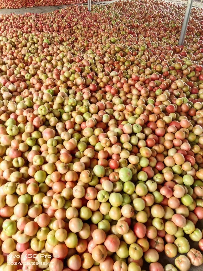 精品硬粉番茄大量现货供应全国对接大型批发市场