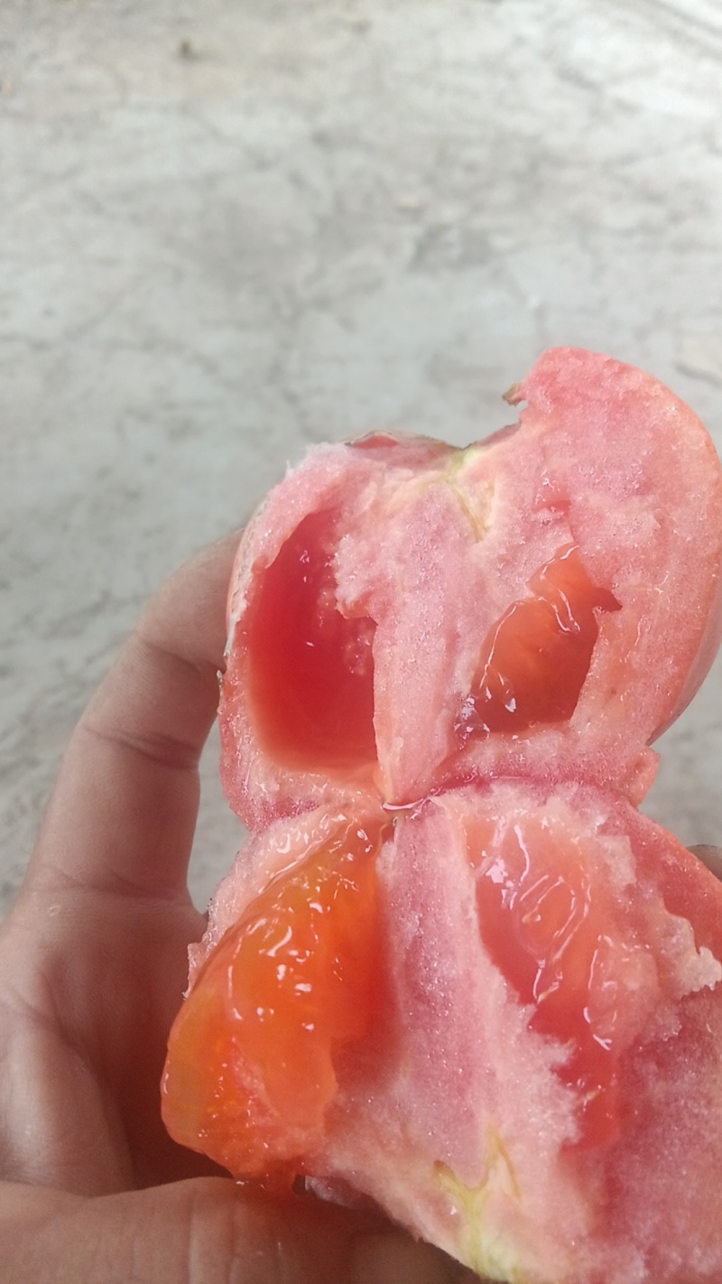 精品硬粉番茄大量现货供应全国对接大型批发市场