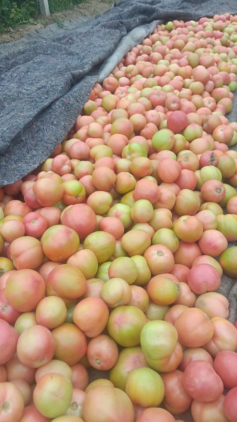 精品硬粉番茄大量现货供应全国对接大型批发市场