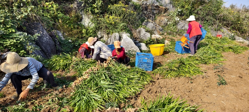 常宁无渣生姜脆嫩多汁辣味十足一手货源全国发货