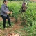 常宁无渣生姜脆嫩多汁辣味十足一手货源全国发货