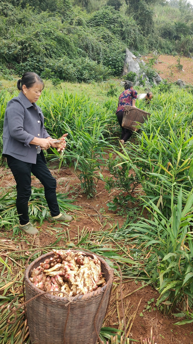常宁无渣生姜脆嫩多汁辣味十足一手货源全国发货