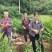 常宁无渣生姜脆嫩多汁辣味十足一手货源全国发货