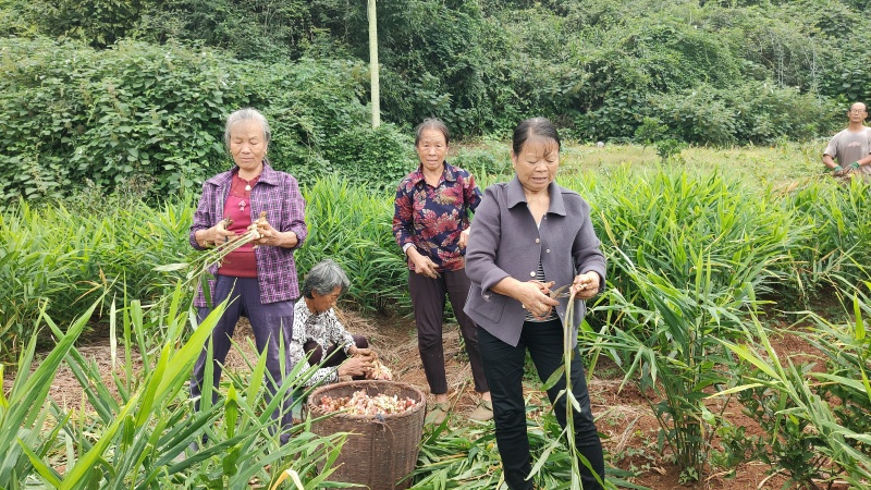 常宁无渣生姜脆嫩多汁辣味十足一手货源全国发货