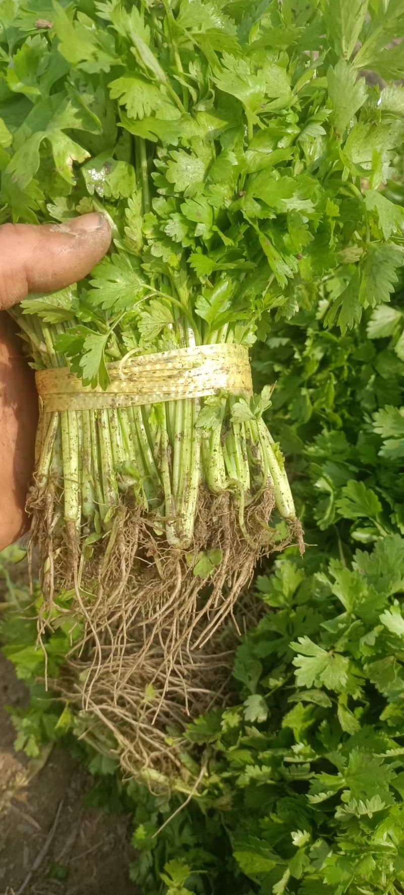 精品芹菜苗法国皇后西芹苗成活率高包教技术
