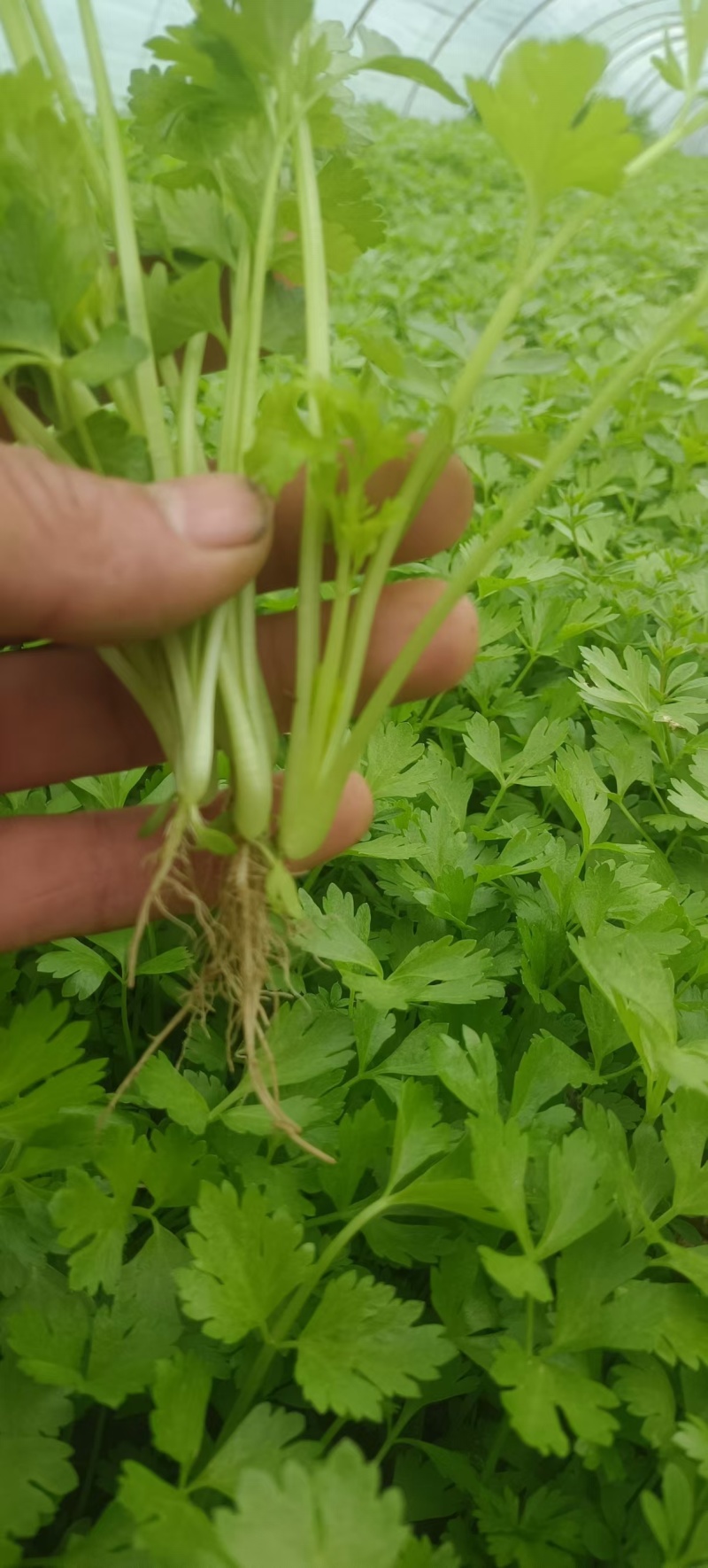 精品芹菜苗法国皇后西芹苗成活率高包教技术