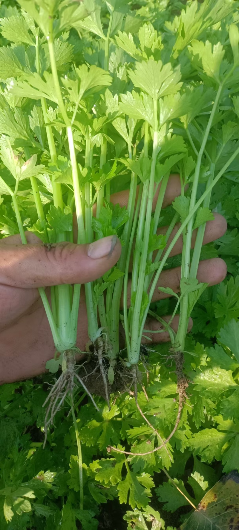 精品芹菜苗法国皇后西芹苗成活率高包教技术