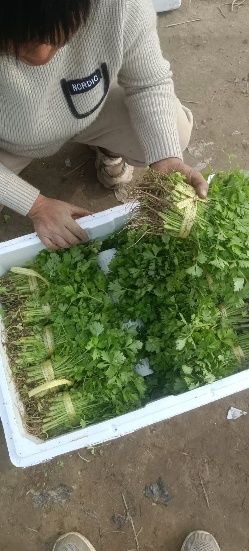 精品芹菜苗法国皇后西芹苗成活率高包教技术