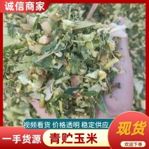 饲料青贮玉米场地直供保质保量量大从优