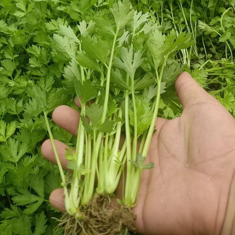 精品芹菜苗现挖现发根粗苗壮成活率高欢迎咨询！