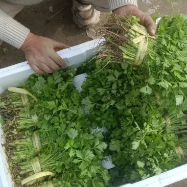 精品芹菜苗现挖现发根粗苗壮成活率高欢迎咨询！