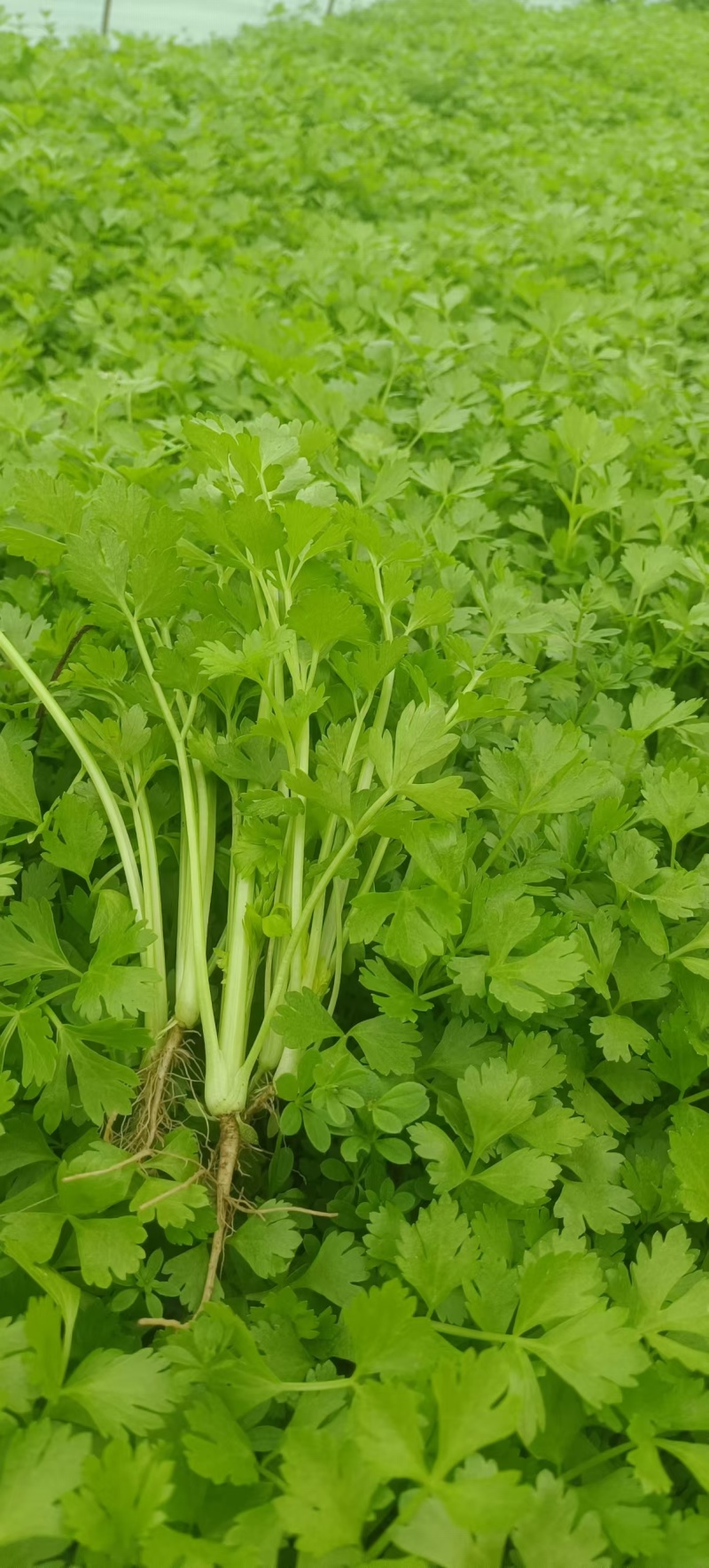 精品芹菜苗现挖现发根粗苗壮成活率高欢迎咨询！