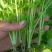 精品芹菜苗现挖现发根粗苗壮成活率高欢迎咨询！