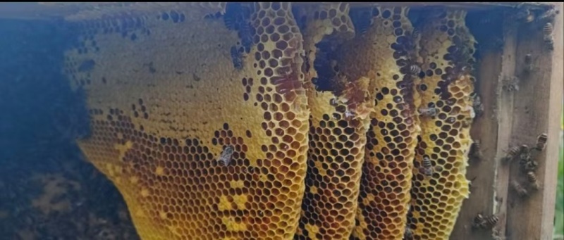 野生蜂蜜贵州基地直供质量保证一手货源价格美丽全国发货