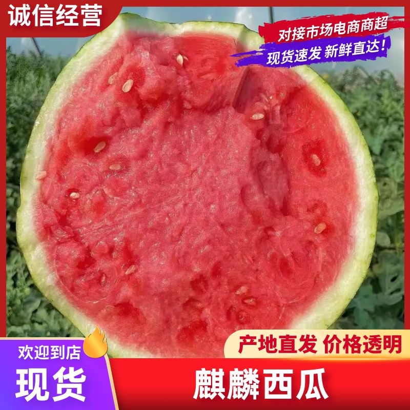 [麒麟西瓜批发]云南西双版纳勐海县西瓜 0.40元/斤云南西瓜无 _ 一亩田
