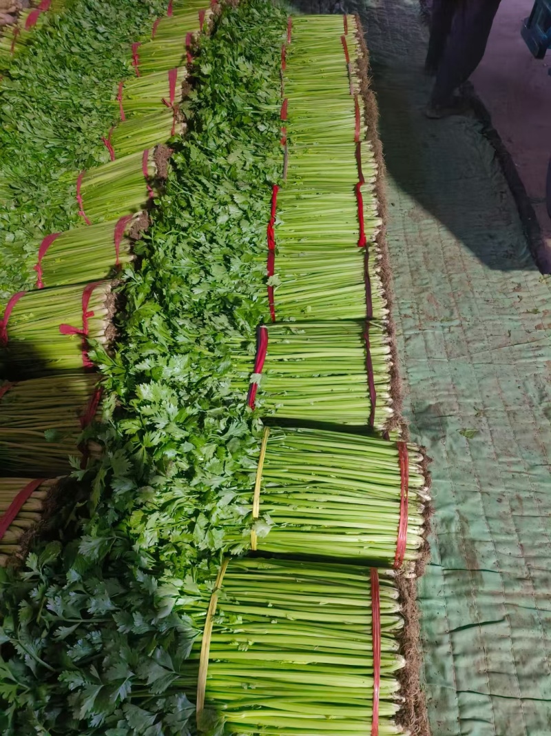 精选实力供货商山东芹菜小香芹量大价优基地直发价格美丽