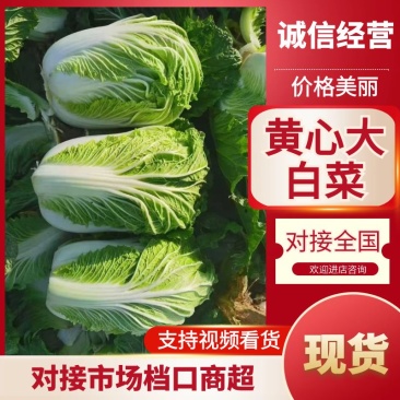 精选黄心白菜大白菜山东白菜单颗4-6斤价格实惠欢迎电联