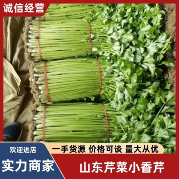 精选实力供货商山东芹菜小香芹量大价优基地直发价格美丽