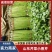 精选实力供货商山东芹菜小香芹量大价优基地直发价格美丽