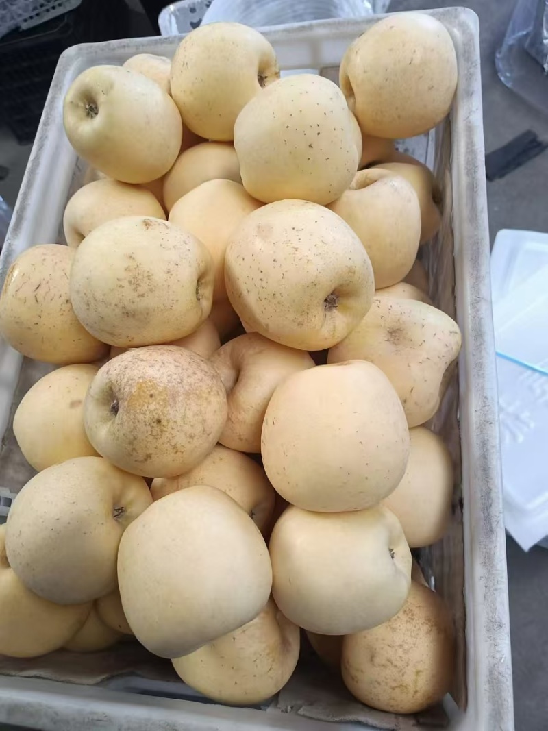 维纳斯苹果大量现货！