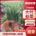 精选山东韭菜口感好大叶韭菜产地直发品质保障诚信价格实惠