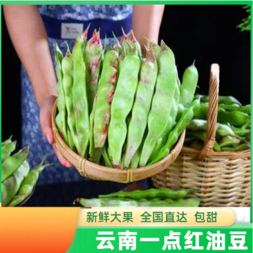 云南一点红油豆一件代发