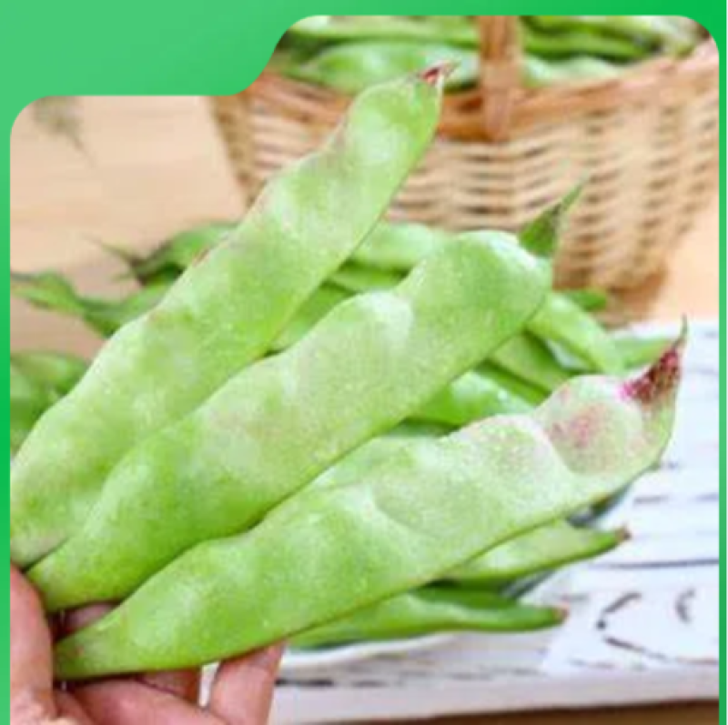 云南一点红油豆一件代发