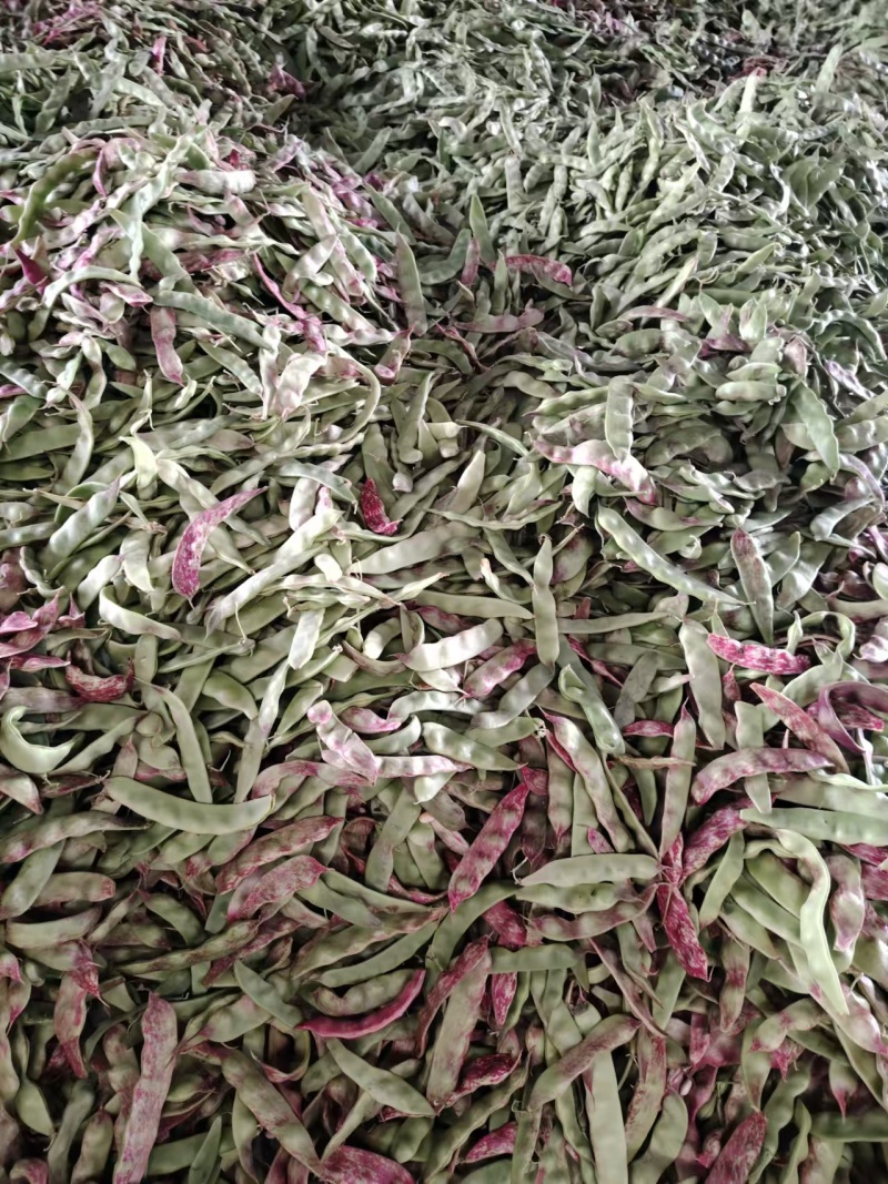 云南一点红油豆一件代发