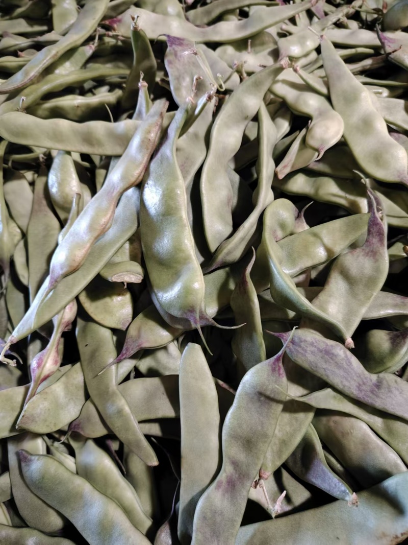 云南一点红油豆一件代发