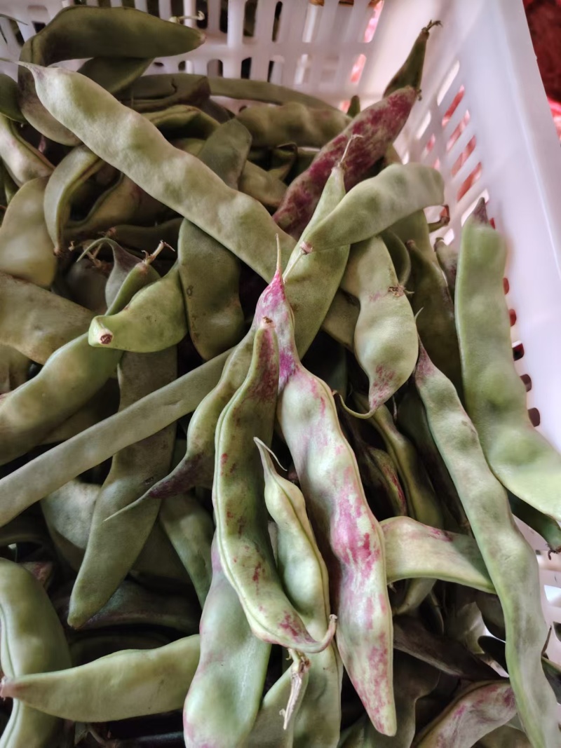 云南一点红油豆一件代发