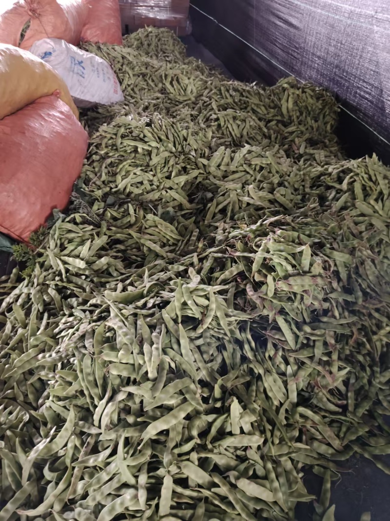 云南一点红油豆一件代发