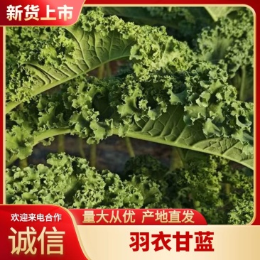 羽衣甘蓝进口种源主打翠绿甘甜大棚种植源头基地直发！