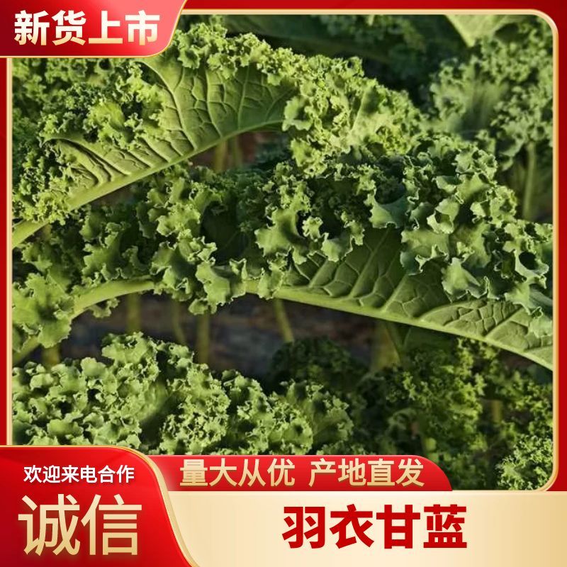 羽衣甘蓝进口种源主打翠绿甘甜大棚种植源头基地直发！