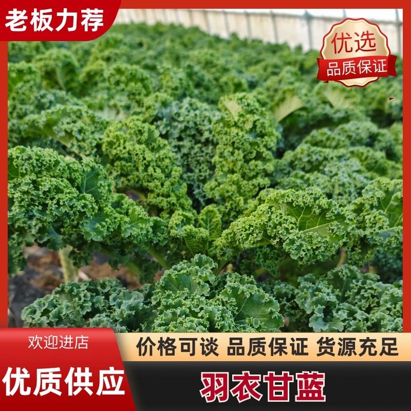 羽衣甘蓝农户一手货源保质保量供货批发零售