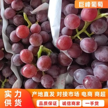 1元1斤半青半红,好巨峰2.3-2.8元大量供应