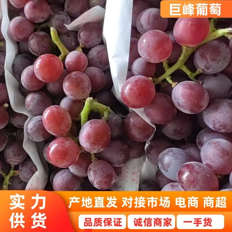 1元1斤半青半红，好巨峰2.3-2.8元大量供应