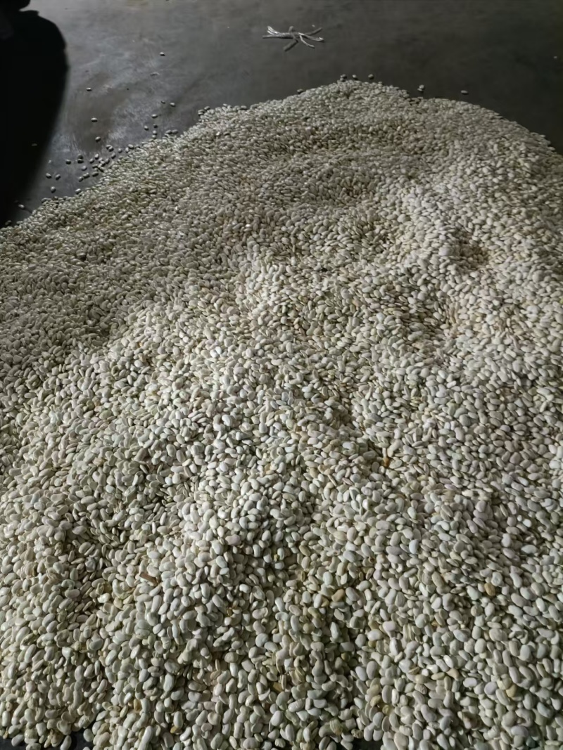 云南白芸豆产地一手货源量大从优欢迎实地考察