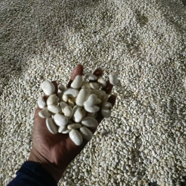 云南白芸豆产地一手货源量大从优欢迎实地考察