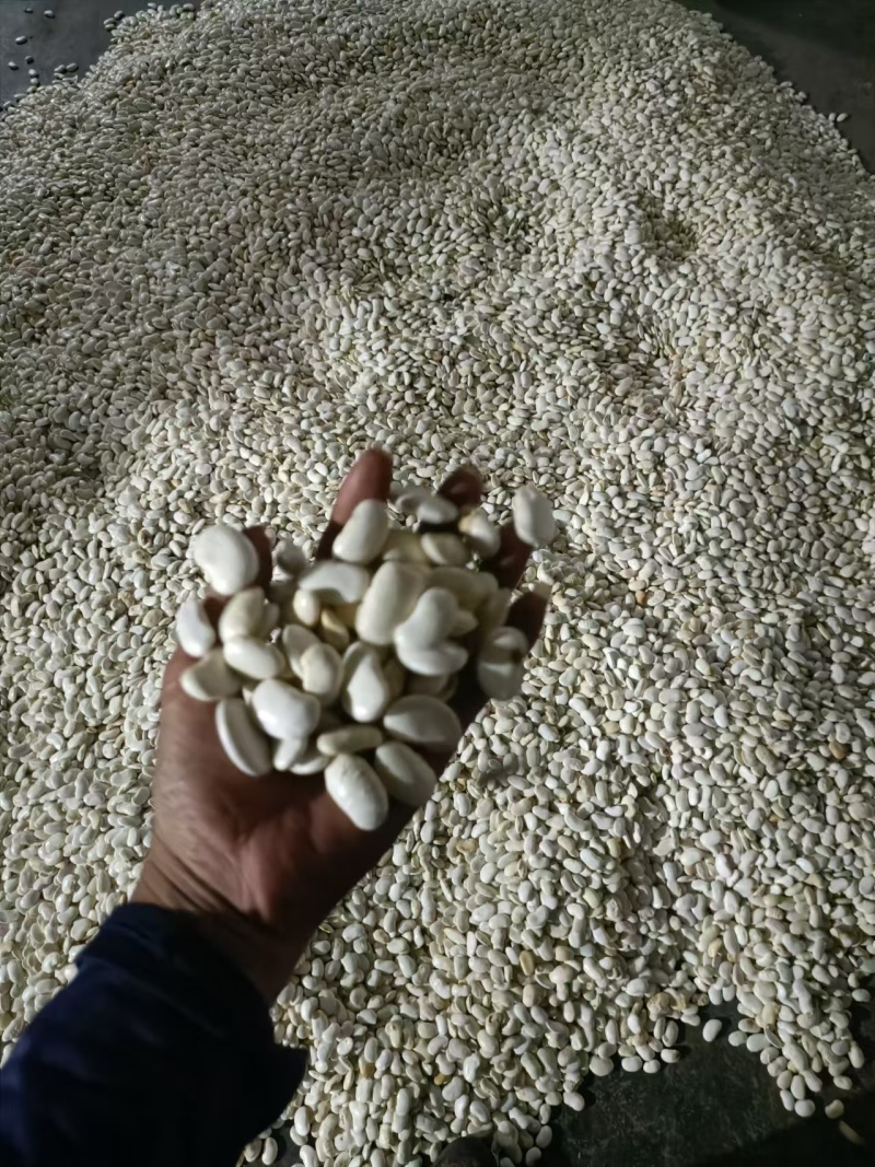 云南白芸豆产地一手货源量大从优欢迎实地考察