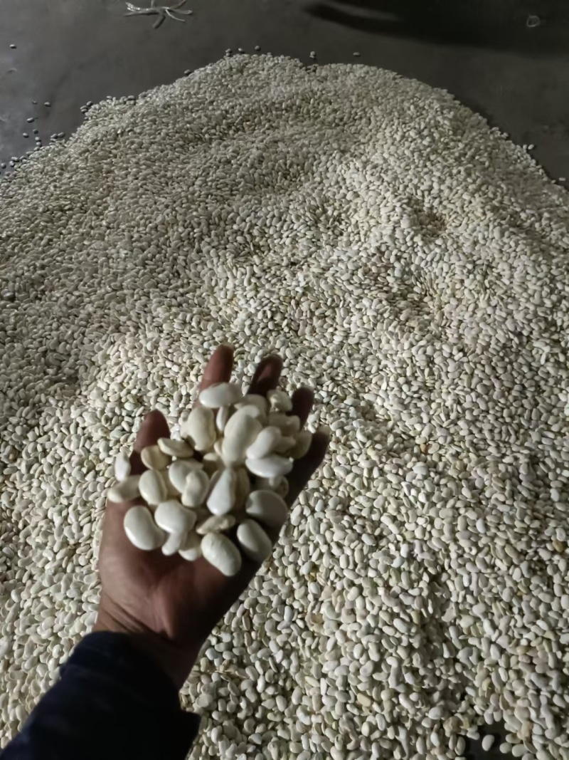 云南白芸豆产地一手货源量大从优欢迎实地考察