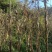 云南白芸豆产地一手货源量大从优欢迎实地考察