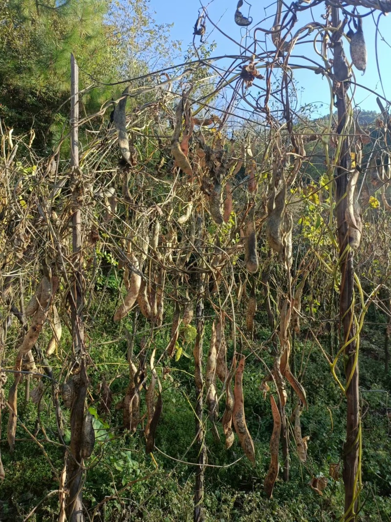 云南白芸豆产地一手货源量大从优欢迎实地考察