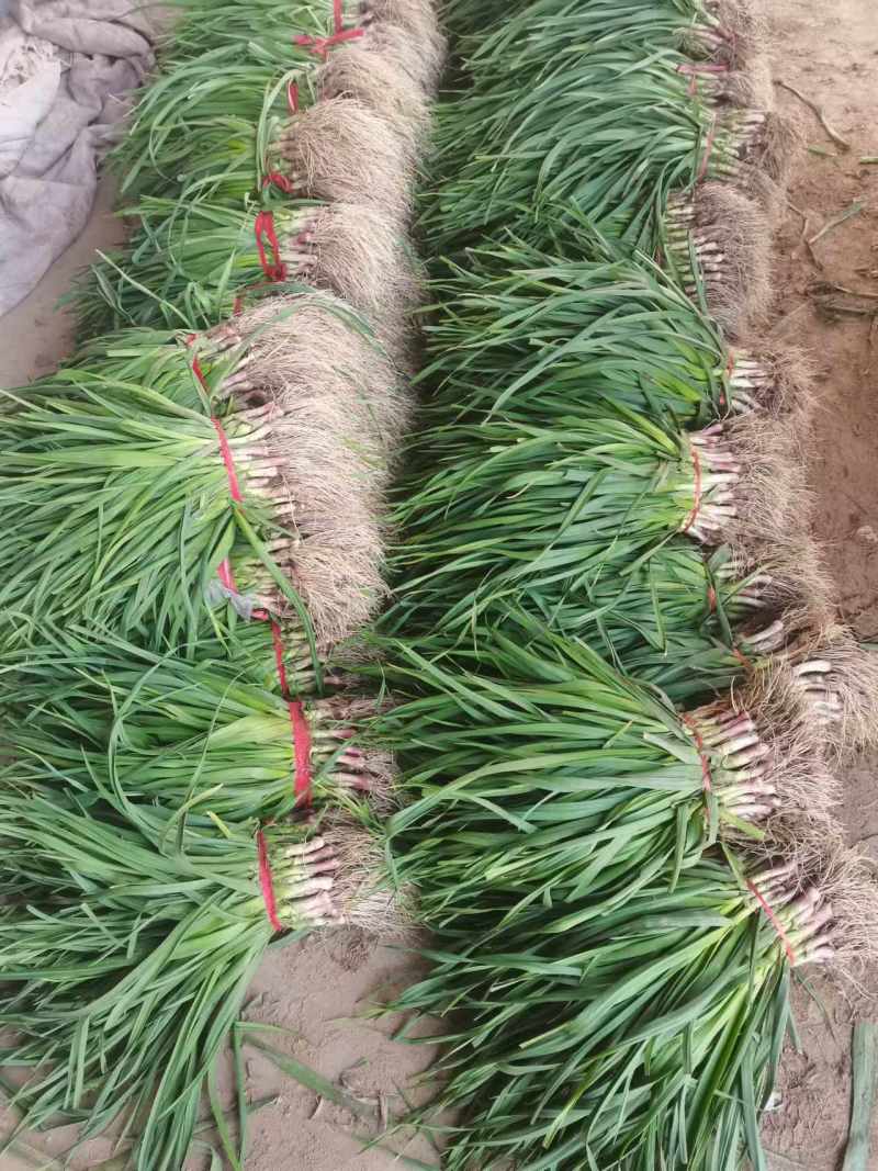 江浙沪直发精品红根蒜苗质量保证诚邀各位老板致电咨询