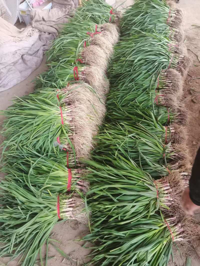 江浙沪直发精品红根蒜苗质量保证诚邀各位老板致电咨询