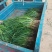 徐州蒜苗红根蒜苗大量供应代发湖南湖北山东江苏浙江等市场
