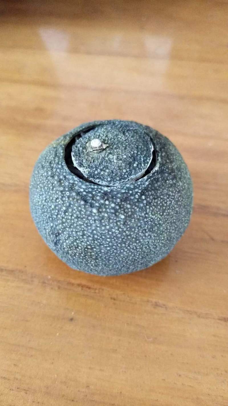 小青柑普洱茶云南宫廷熟普洱茶质量保证诚信经营欢迎咨询