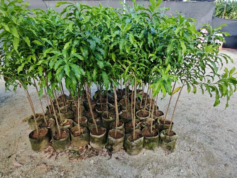 黄宝石黄晶果苗