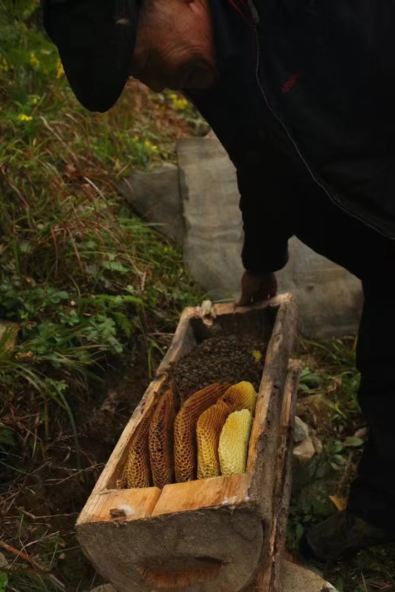 {正宗土蜂蜜}贵州麻江县正宗土蜂蜜，货源充足，欢迎致电