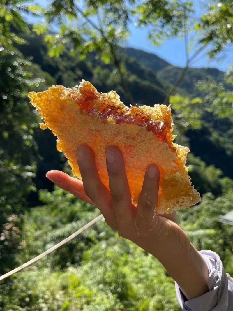 {正宗土蜂蜜}贵州麻江县正宗土蜂蜜，货源充足，欢迎致电